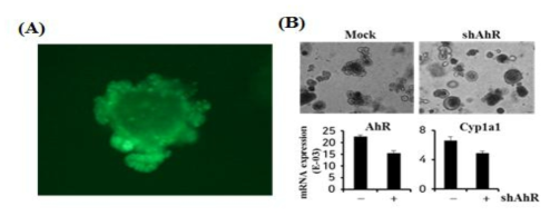 마우스 미니장기에 AhR shRNA 도입으로 SR1 조절 유전자 발현 분석