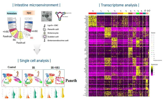 SR1 처리 후 방사선 조사된 미니장기에서 단일세포 분석을 통한 표적세포 및 전사체 발현 분석