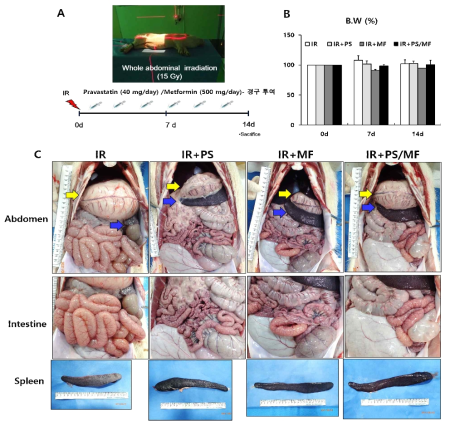 급성방사선위장관 손상 미니피그 모델에서의 pravastatin (PS)와 metformin (MF) 합제 적용에 따른 체중 변화와 내부장기의 육안적 변화