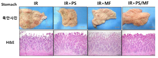 방사선 위장관 손상 미니피그 모델에서의 pravastatin (PS)와 metformin (MF) 합제 적용에 따른 위의 육안적 변화와 조직학적 변화