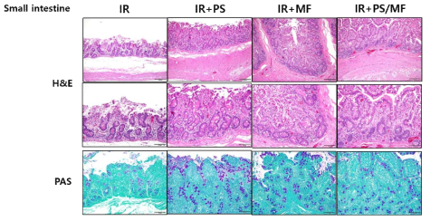 방사선 위장관 손상 미니피그 모델에서 pravastatin (PS)와 metformin (MF) 적용에 따른 소장의 조직학적 변화