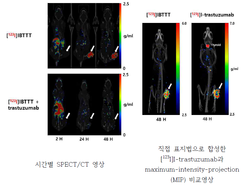 HER2 발현 NCI-N87 세포를 이식한 마우스에 3-[123I]IBTTT, 3-[123I]IBTTT+trastuzumab, [123I]I-trastuzumab을 주사한 후 얻은 SPECT/CT 영상