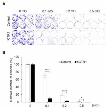 Clonogenic assay. Cu-64 처리 후 콜로니 형성 정도에서 hCTR1 발현 세포에서 dose에 따른 Cu-64 치료효과 차이를 보였음