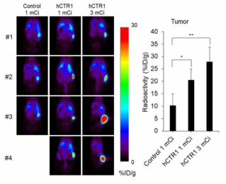 U87MG-hCTR1 종양 마우스 모델에서 Cu-64 PET 영상. 종양 마우스 모델에서 치료 용량(1 mCi, 3 mCi)으로 Cu-64를 투여한 후 획득한 PET 영상에서 U87MG-hCTR1 종양에서 뚜렷한 Cu-64 섭취를 보였음