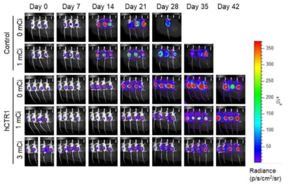 Luciferase 발현 종양 마우스 모델에서 Cu-64 투여 후 시간에 따른 생체발광영상 획득. 대조군에 비해 U87MG-hCTR1 종양의 성장이 억제됨을 확인하였음