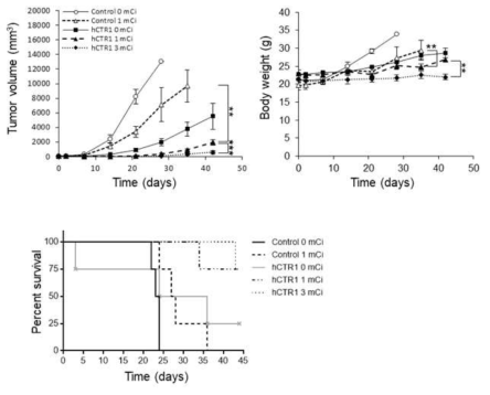 종양 마우스 모델에서 Cu-64 투여 후 시간에 따른 종양 크기 변화. 대조군에 비해 U87MG-hCTR1 종양의 성장이 Cu-64 용량 의존적으로 억제됨을 확인하였음. Cu-64 처리에 따른 체중 변화는 없는 것으로 나타남. hCTR1 발현 및 Cu-64 용량에 따라 종양 이식 마우스의 생존률 차이를 보였음