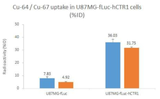 Cu-64와 Cu-67의 세포 섭취 분석. 사람구리수송체 유전자(hCTR1)를 발현시킨 종양세포(U87MG-fLuc-hCTR1)에서 대조군 대비 Cu-64는 4.6배, Cu-67은 6.5배 섭취가 증가하는 것으로 나타났음. 구리이온을 세포내로 수송하는 구리수송체의 발현에 따라 Cu-64와 마찬가지로 Cu-67도 특이적으로 섭취됨을 확인하였음