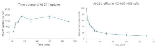 시간에 따른 At-211 섭취 및 배출 양상 분석. 15분까지 At-211의 섭취가 급격히 증가하다가 이후로는 일정 수준을 유지하는 양상을 보임. 갑상선 세포에서 섭취되는 요오드와 달리 organification이 되지 않는 At-211은 섭취된 세포로부터 다시 배출되며 이는 NIS를 발현하는 세포에서 방사성요오드의 시간에 따른 섭취 및 배출 양상과 유사한 결과임