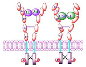 CSF1 수용체와 CSF1 및 IL-34의 결합모형
