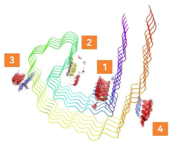 Tau filament protein(PDB ID: 503L) 구조에서 주요 결합부위