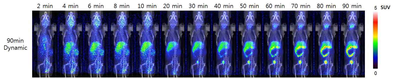 정상마우스에서 I-124 KR201투여 후 dynamic PET영상 획득