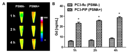 Gd-FC705의 PSMA(+/-) Cell uptake