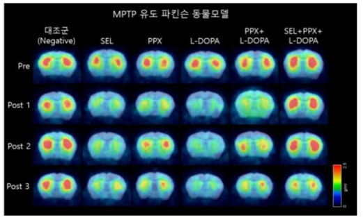 MPTP 유도 파킨슨 동물모델이용 치료효능평가를 위한 그룹별 [18F]FP-CIT PET과 MRI template fusion 영상