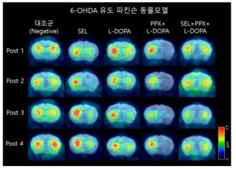 6-OHDA 유도 파킨슨 동물모델이용 치료효능평가를 위한 그룹별 [18F]FP-CIT PET과 MRI template fusion 영상