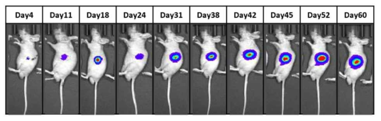 MKN-45-Red-FLuc 세포주 투여후 광학영상을 통한 종양크기 변화 확인