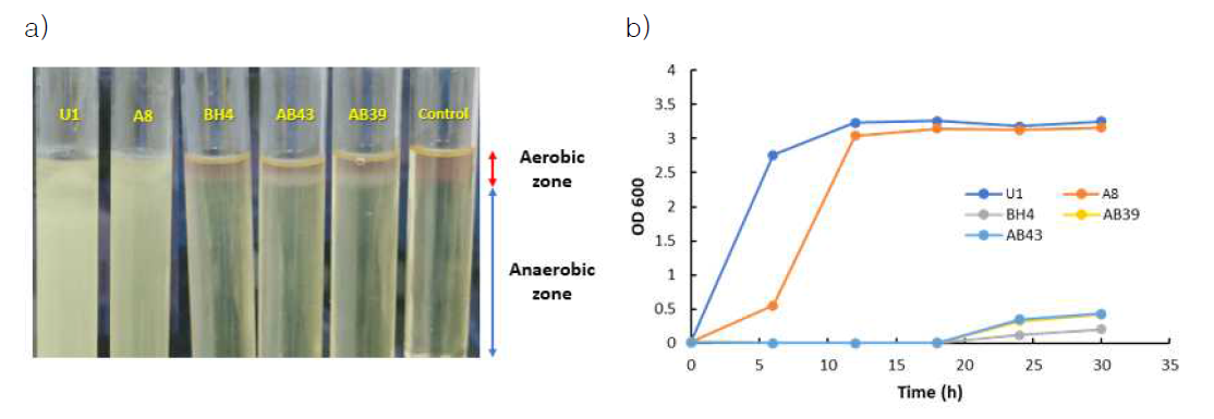 (a) QQ 세균의 FTM 배지를 통한 산소농도 조건에 따른 성장 확인. (b) 혐기성 조건에서 분석된 QQ 세균의 성장 곡선
