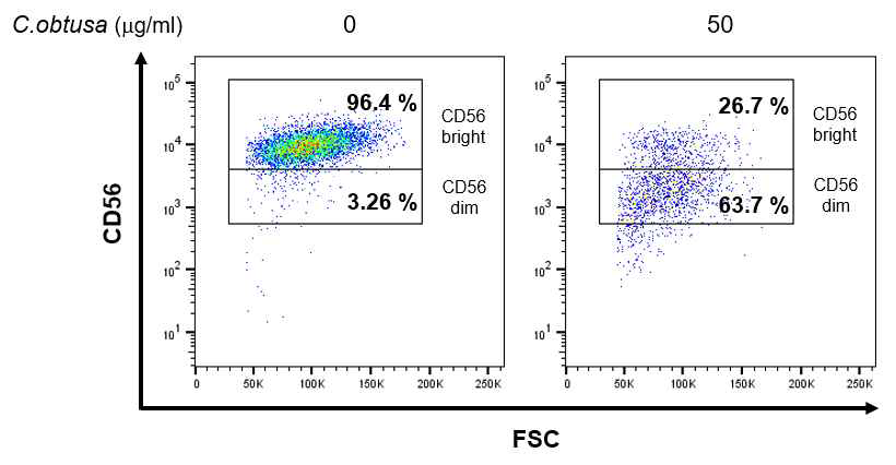 NK92 세포에 대한 편백나무 잎 99% 에탄올 추출물의 세포 살상능 효과에 대한 FACS 분석