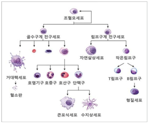 면역계를 구성하는 면역세포