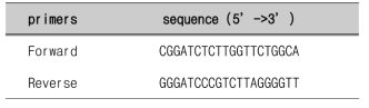 정량분석에 사용한 primers
