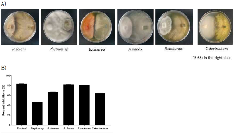 Dual culture를 이용한 PG65균주의 인삼 병원균들에 대한 항균활성 효과 탐색. A) 각 대치배양 사진 오른쪽은 PG65, 왼쪽은 각 식물주요병원균; b)각 식물병원균에 대한 PG65균주의 균사억제 효과