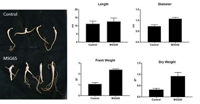 산양삼 재배지에서 증진제가 처리 된 산양삼의 모습변화. control : 증진제 무처리, MSG65 : 증진제 처리