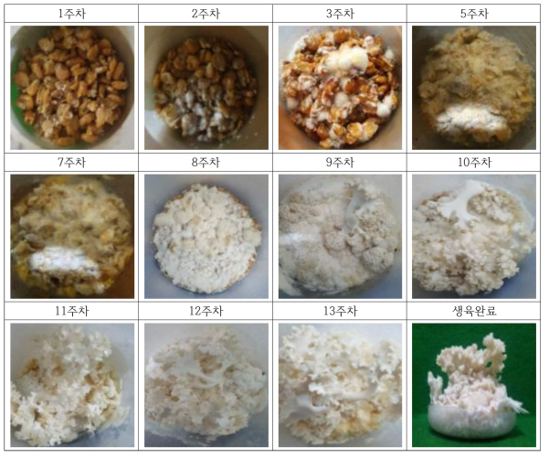 사료곡물(옥수수)를 이용한 꽃송이버섯의 배양일수별 생육 조사