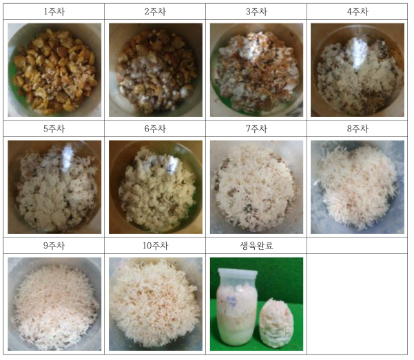 사료곡물(옥수수)를 이용한 노루궁뎅이버섯의 배양일수별 생육조사