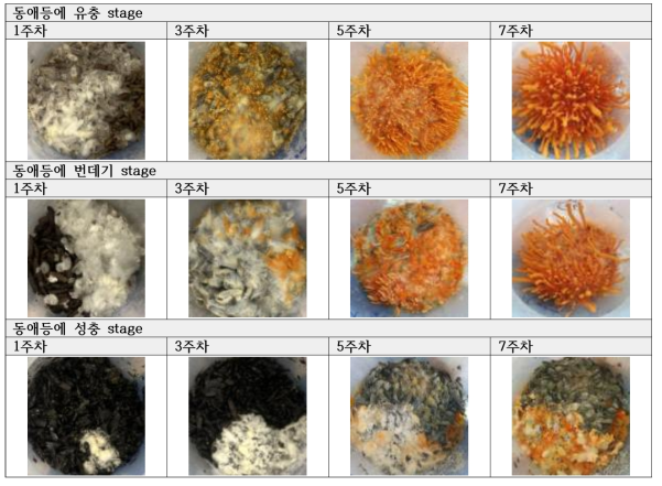 동애등에 stage별 동충하초의 배양적 특성 비교