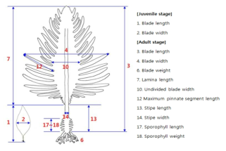 Morphometric measurements of Undaria pinnatifida (NIFS, 2011)