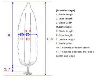 Morphometric measurements of Saccharina japonica (NIFS, 2013)