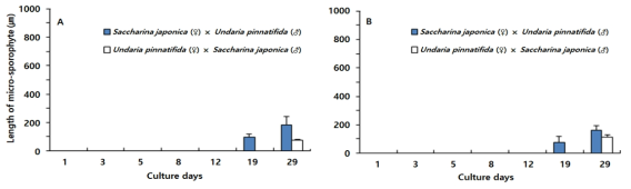 Length of micro-sporophytes from cross breeding of free-living gametophytes between Saccharina japonica and Undaria pinnatifida by culture temperatures. A, 10℃; B, 15℃