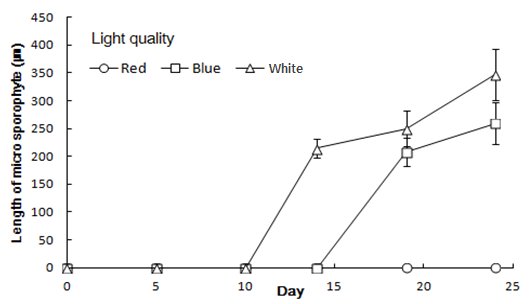 Growth of micro-sporophytes according to light quality