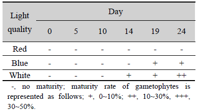 Maturity rate according to the light quality of the gametophytes of Saccharina japonica after 24 days culture