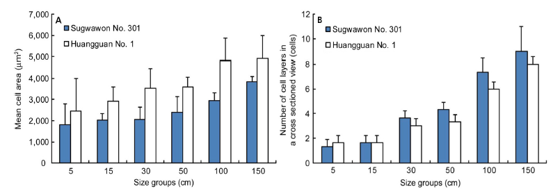 Mean cell area (A) Number of cell layers (B) in a cross-sectioned view of different size groups of a Korean Sugwawon No. 301 and Chinese Huangguan No. 1 strains of Saccharina japonica at the same culture farm in Haenam, Korea