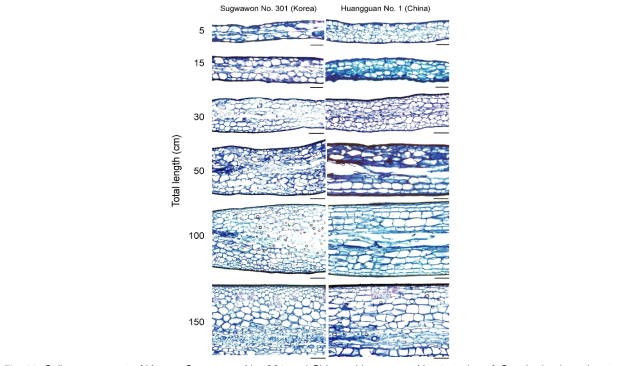 Cell arrangement of Korean Sugwawon No. 301 and Chinese Huangguan No. 1 strains of Saccharina japonica at the same culture farm in Haenam, Korea. Cross-sections were collected from different size groups from 5, 15, 30, 50, 100, and 150 cm. Scale bars 100 μm