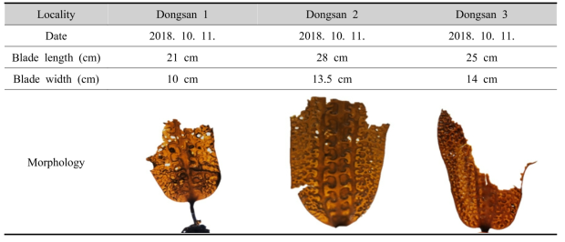 Genetic resources collection of Saccharina sculpera in 2019