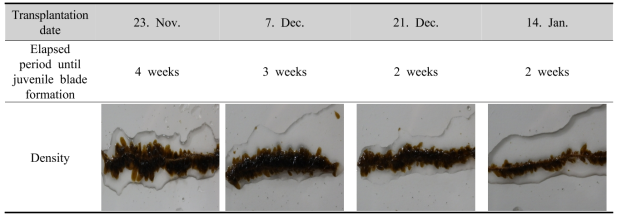 Elapsed period until juvenile blade formation according to nursery transplantation date