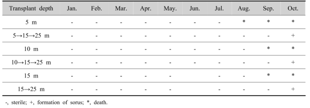 Monthly maturation of Saccharina sculpera sporophyte (sorus formation) according to transplant depth