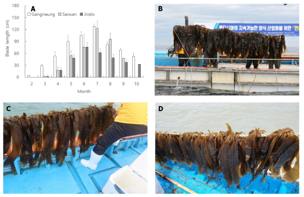 Growth of Saccharina sculpera by cultivation region. A, Changes in monthly blade length of Saccharina sculpera in each cultivation region; B, Gangneung; C, Seosan; D, Jindo