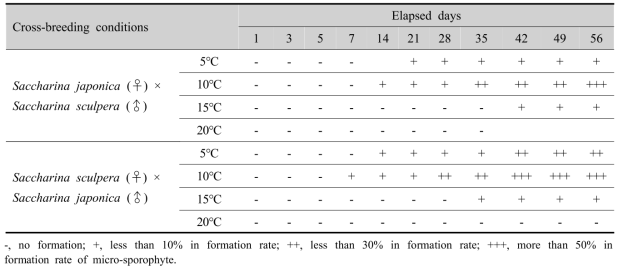 Formation of micro-sporophytes from the cross-breeding conditions between Saccharina japonica and Saccharina sculpera