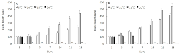 Growth of sporophytes from cross breeding of free-living gametophytes between Saccharina japonica and Saccharina sculpera [(A, Saccharina japonica (♀) × Saccharina sculpera (♂); B, Saccharina sculpera (♀) × Saccharina japonica (♂); *, death)]