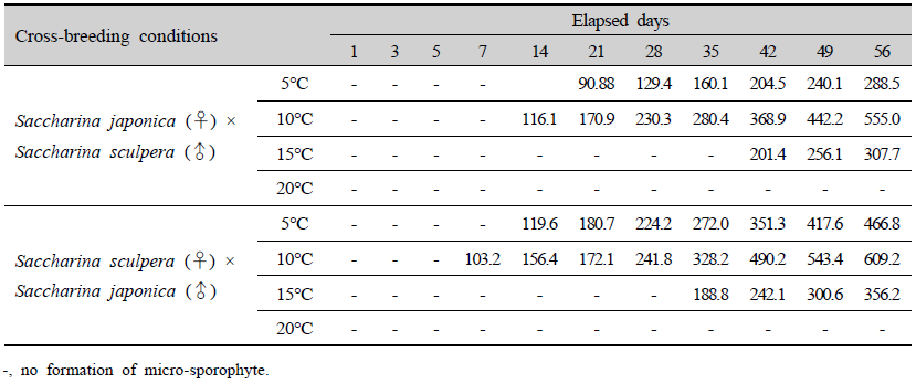 Length of micro-sporophytes from the cross-breeding conditions between Saccharina japonica and Saccharina sculpera