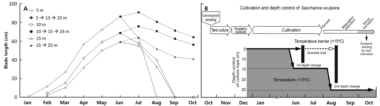 Brochure insert image. A, Changes in monthly blade length of Saccharina sculpera in relation to depth.; B, Diagram of cultivation and depth adjustments of Saccharina sculpera to allow maturation, in situ, for the next cultivation