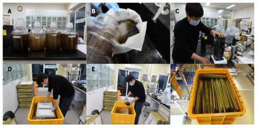 Seed production process using free-living gametophytes. A, Gametophytes culture; B, Collect the gametophytes; C, Blending the gametophytes; D, Immerse the substrate; E, Adhesion induction; F, Seed culture