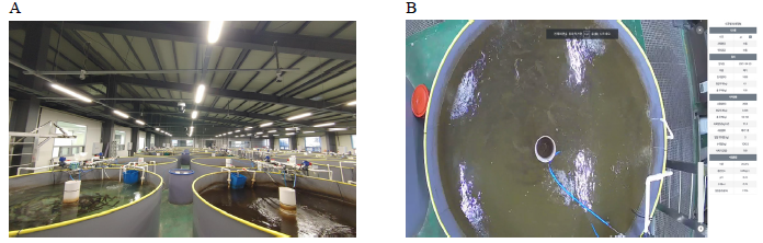 Fish behavior monitoring system. A, monitoring facilities; B, video steaming data