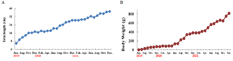 Monthly changes of red seabream. A. Total length; B, body weight