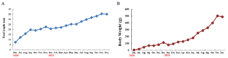 Monthly growth rates of gray mullet. A, total length; B, body weight