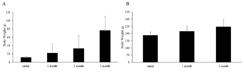 Changes in body weight (g) during the eel rearing experiment. A, immature eel; B, mature eel