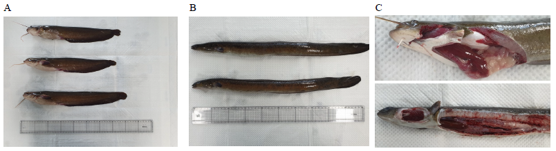 Internal and external infection condition during the catfish and eel rearing experiment. A, catfish; B, eel; C, dissection picture