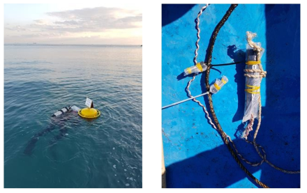 Mooring observation. Anchor bouy (left) and data loggers for water temperature and salinity